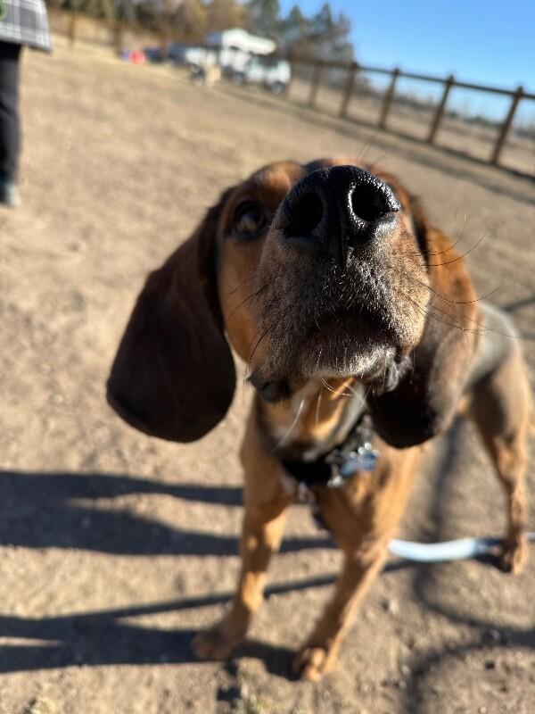 Ebenezer, Adoptable, Adult Male Bloodhound & Mixed Breed.
