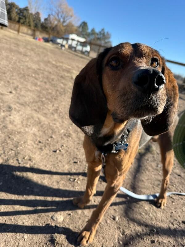Enlarge Ebenezer, a Adoptable mixed breed in Westminster, CO image 3/6