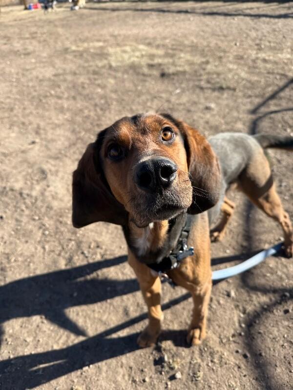 Enlarge Ebenezer, a Adoptable mixed breed in Westminster, CO image 5/6