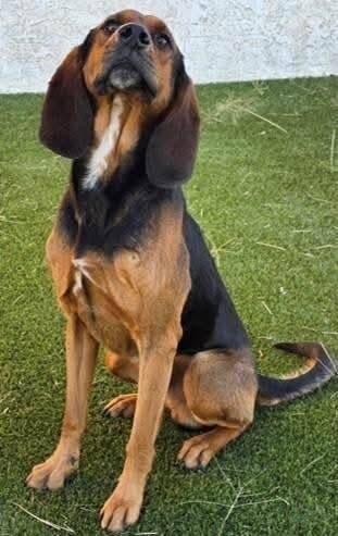 Enlarge Ebenezer, a Adoptable mixed breed in Westminster, CO image 6/6