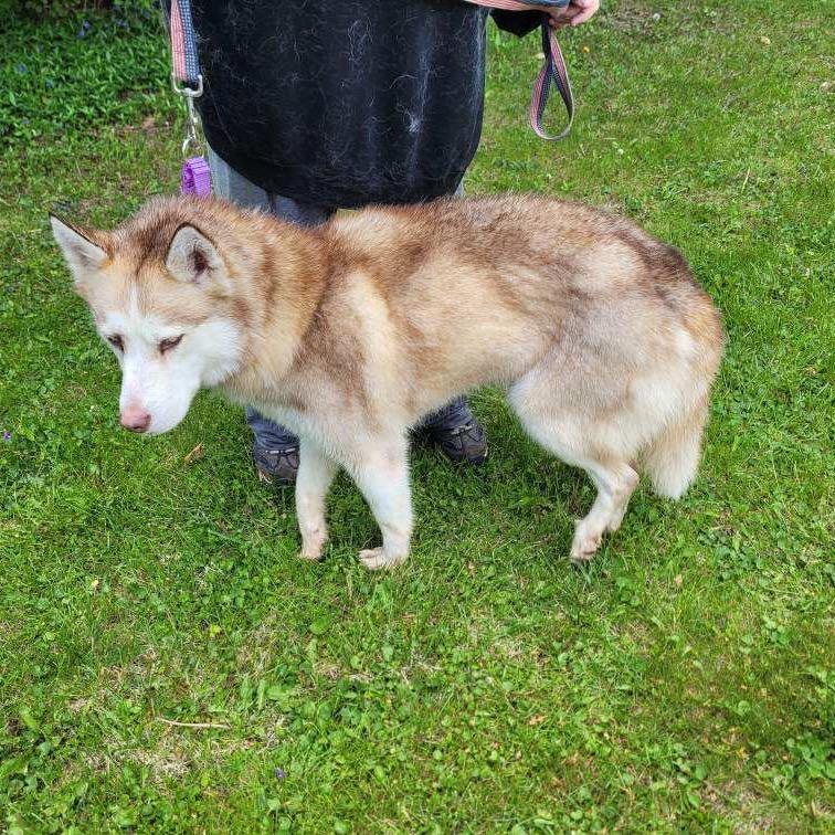 Dolly, Adoptable, Adult Female Siberian Husky.