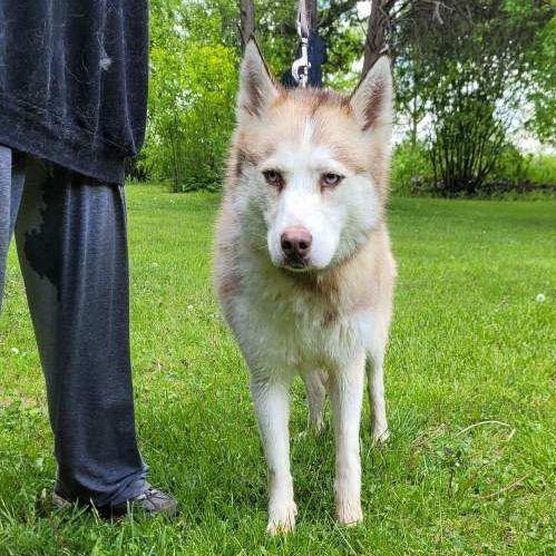 Enlarge Dolly, a Adoptable Siberian Husky in Carol Stream, IL image 2/4