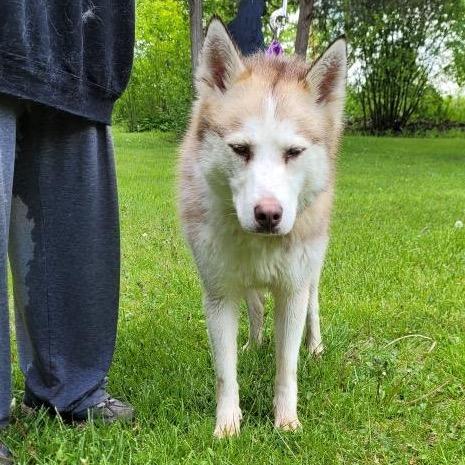 Enlarge Dolly, a Adoptable Siberian Husky in Carol Stream, IL image 3/4