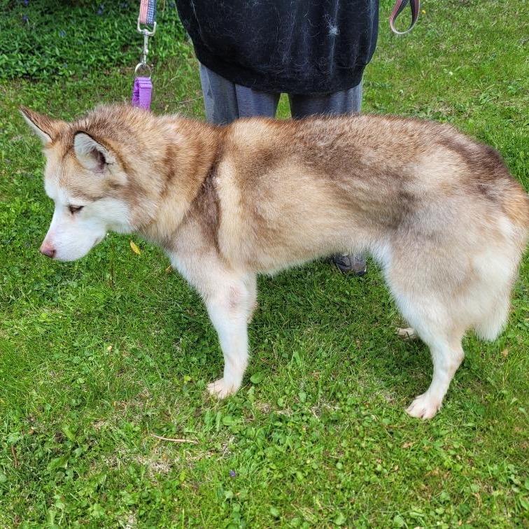 Enlarge Dolly, a Adoptable Siberian Husky in Carol Stream, IL image 4/4