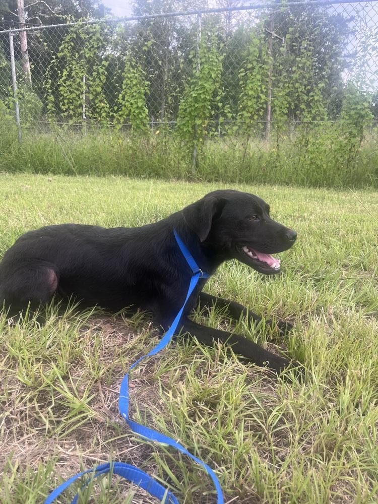 Journey (Astrid), Adoptable, Puppy Female Terrier.