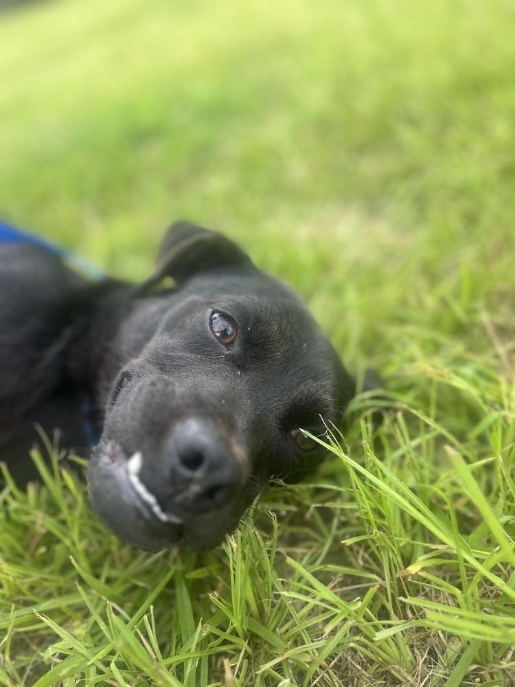 Enlarge Journey (Astrid), a Adoptable Terrier in Crystal Springs, MS image 2/6