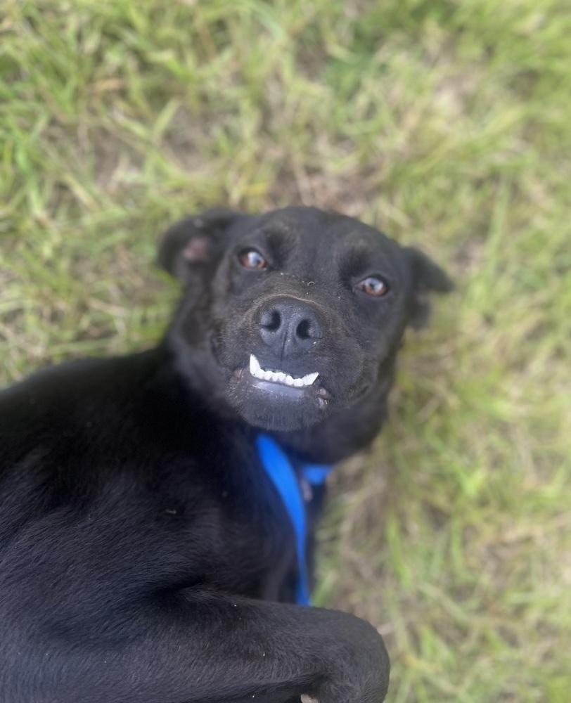 Enlarge Journey (Astrid), a Adoptable Terrier in Crystal Springs, MS image 3/6