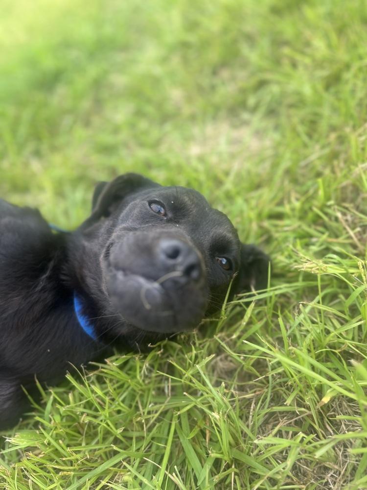 Enlarge Journey (Astrid), a Adoptable Terrier in Crystal Springs, MS image 4/6