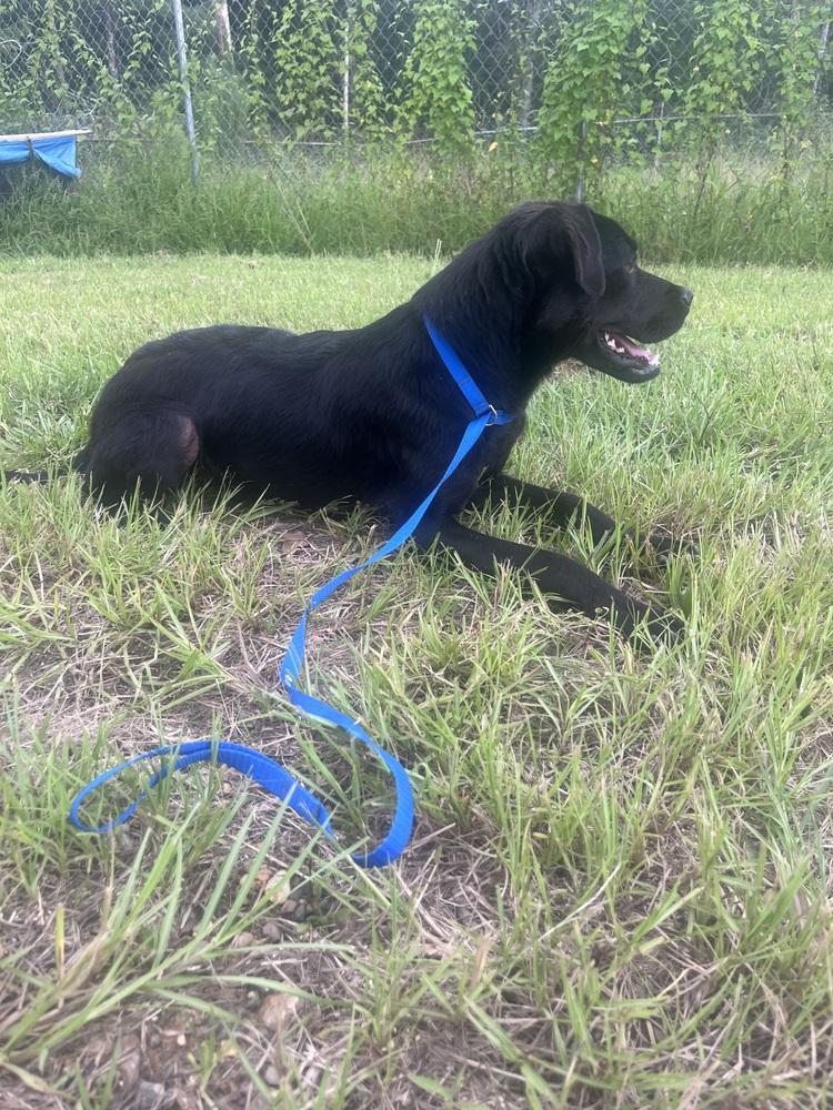 Enlarge Journey (Astrid), a Adoptable Terrier in Crystal Springs, MS image 6/6