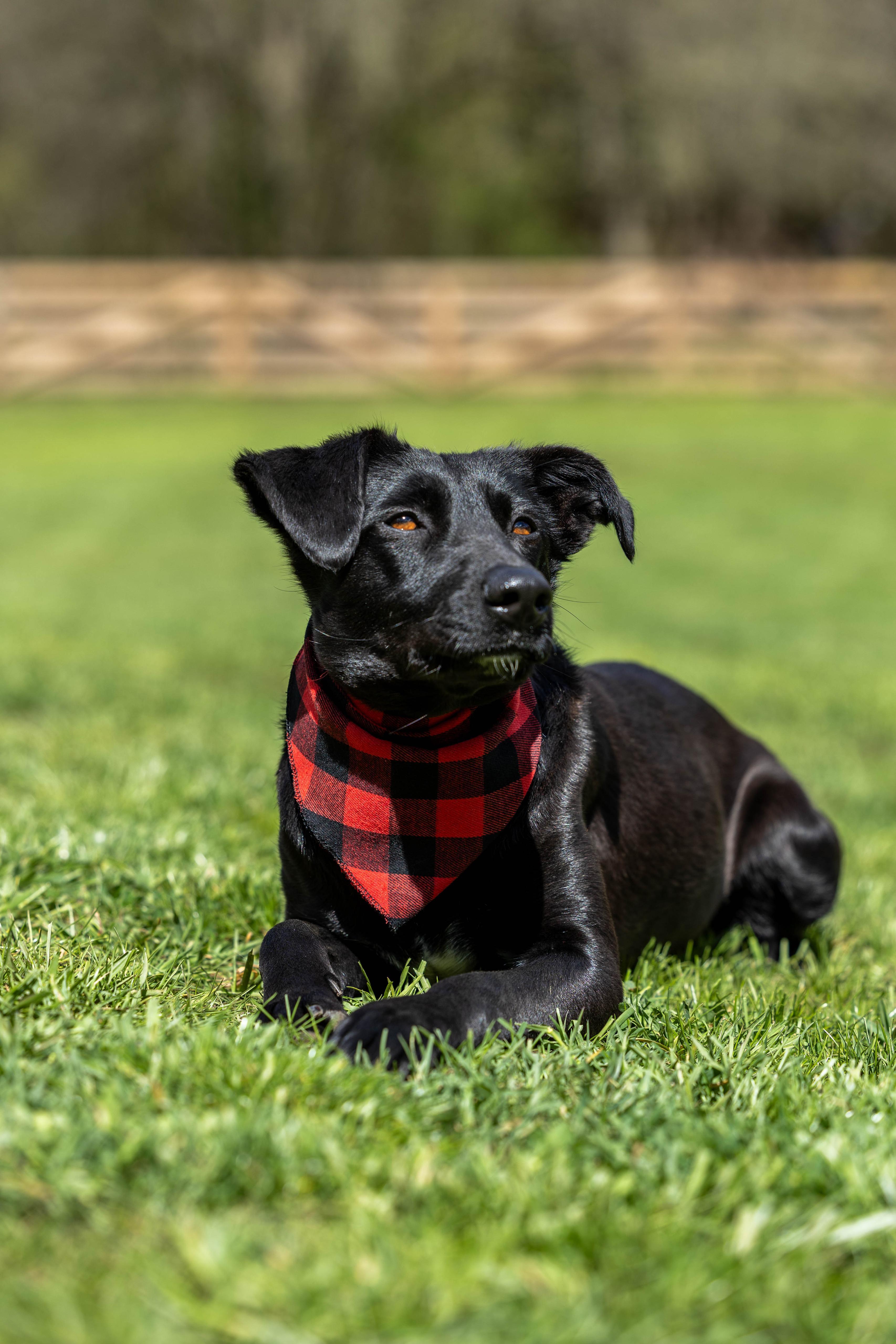 Enlarge Moon, a Adoptable mixed breed in oshawa , ON image 5/6