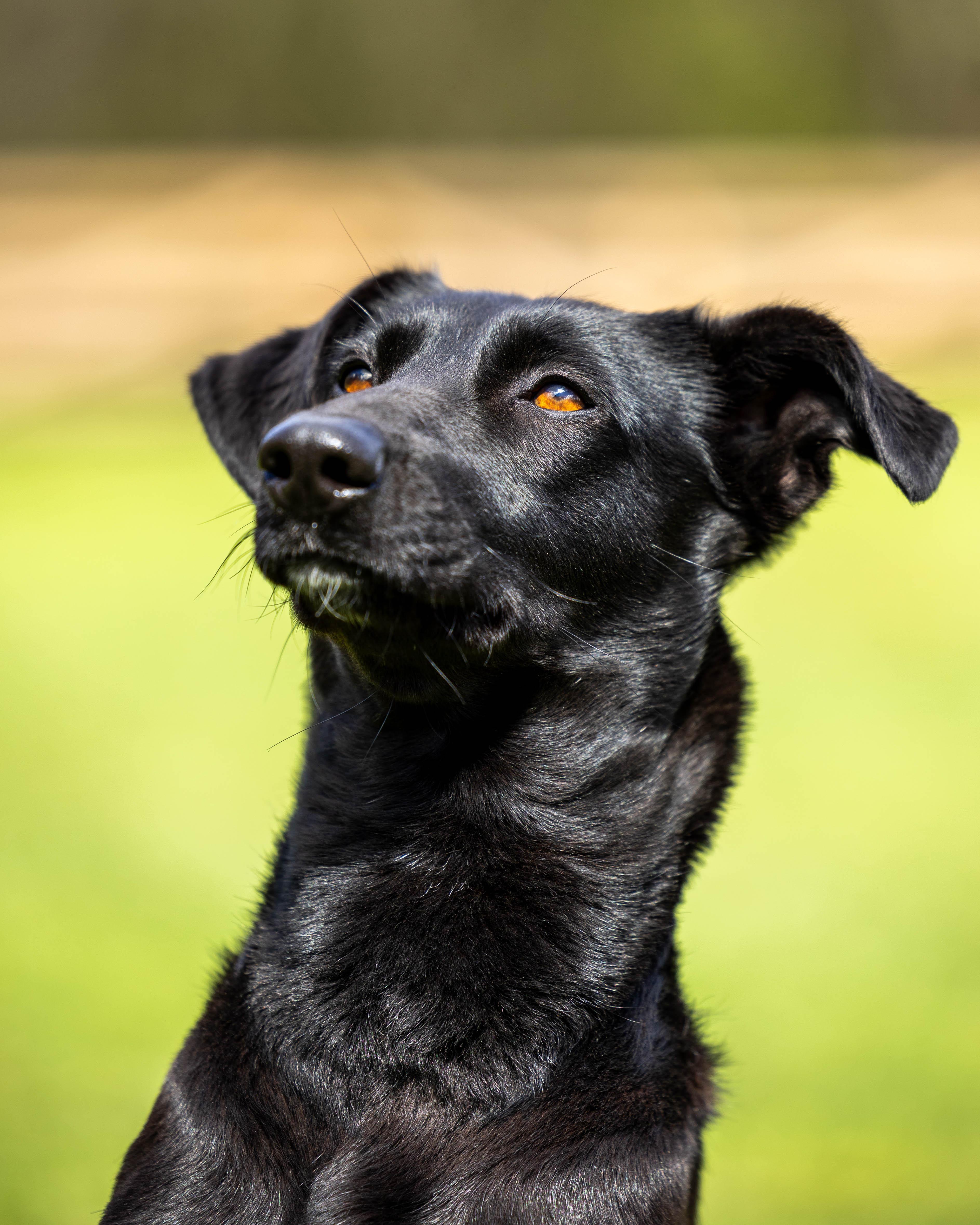 Enlarge Moon, a Adoptable mixed breed in oshawa , ON image 4/6
