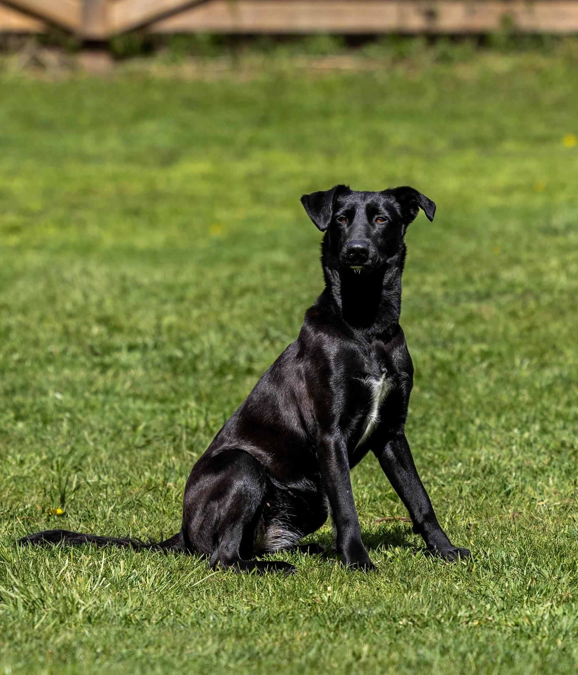 Enlarge Moon, a Adoptable mixed breed in oshawa , ON image 6/6