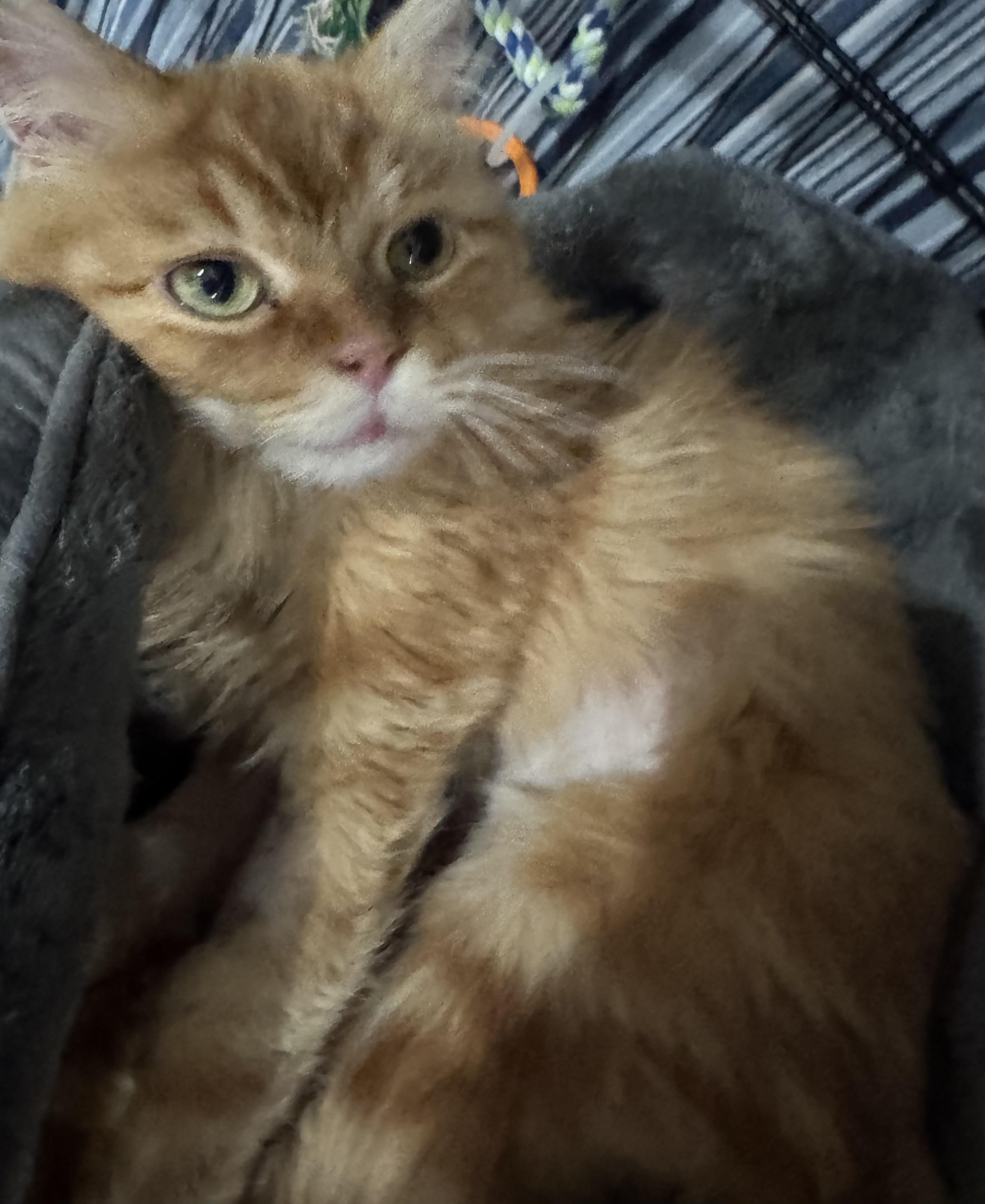 Shakira- Kata Szekely, an adopted mixed breed in Brampton, ON image 2/6