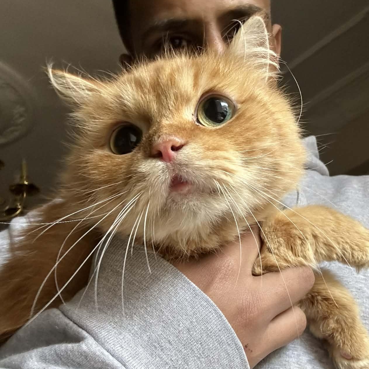 Shakira- Kata Szekely, adopted, Kitten Female Siberian & Persian.