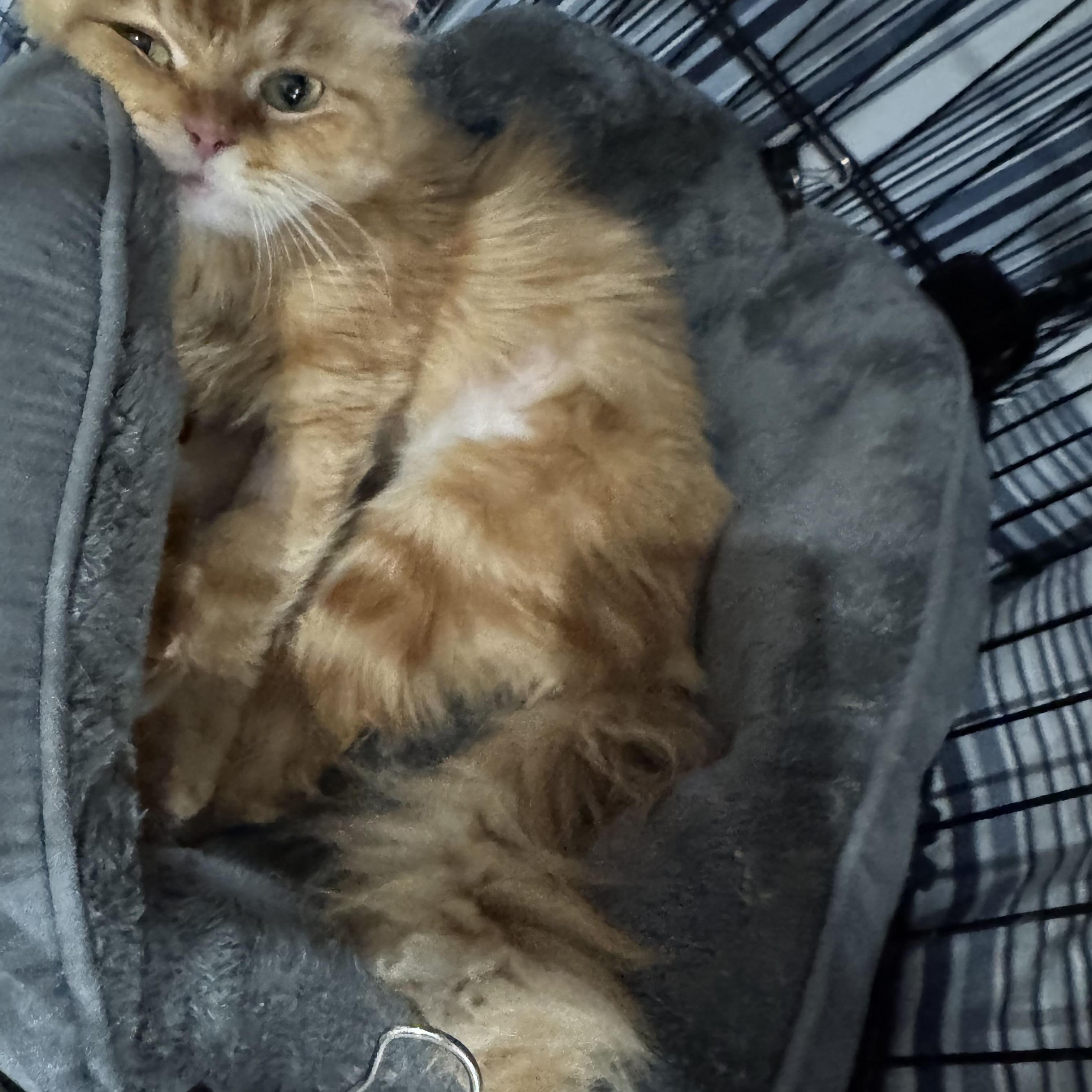 Shakira- Kata Szekely, an adopted mixed breed in Brampton, ON image 4/6