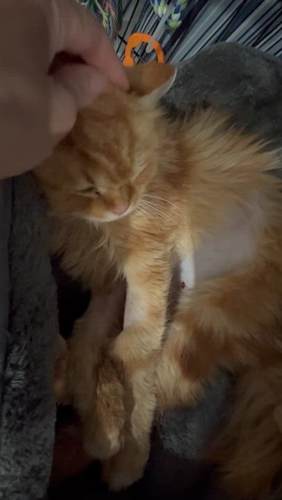 Enlarge Shakira- Kata Szekely, an adopted mixed breed in Brampton, ON video 5/6