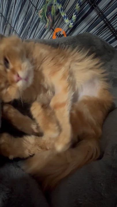 Enlarge Shakira- Kata Szekely, an adopted mixed breed in Brampton, ON video 3/6