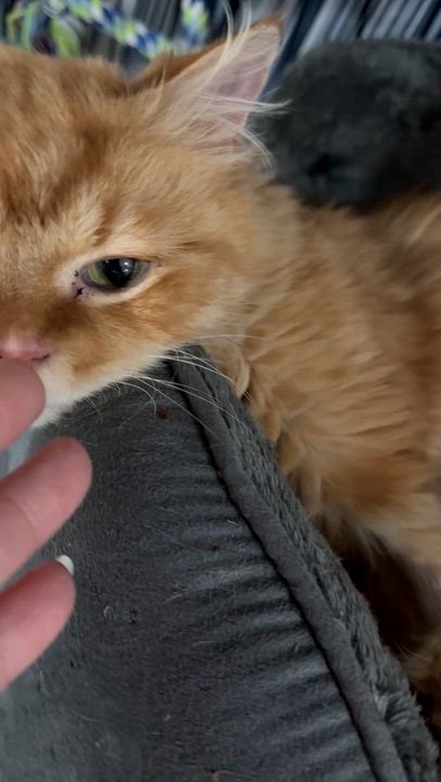 Enlarge Shakira- Kata Szekely, an adopted mixed breed in Brampton, ON video 6/6