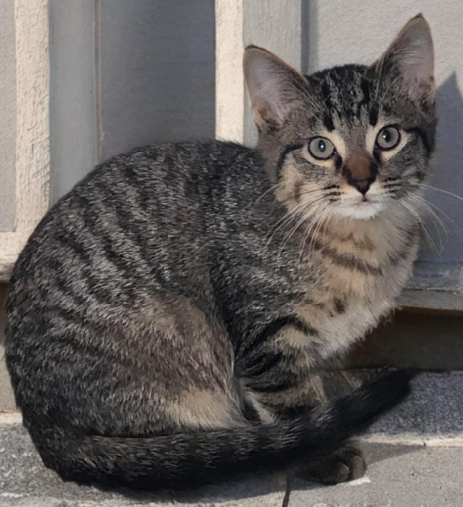 Slasher, adopted, Young Female Domestic Short Hair.