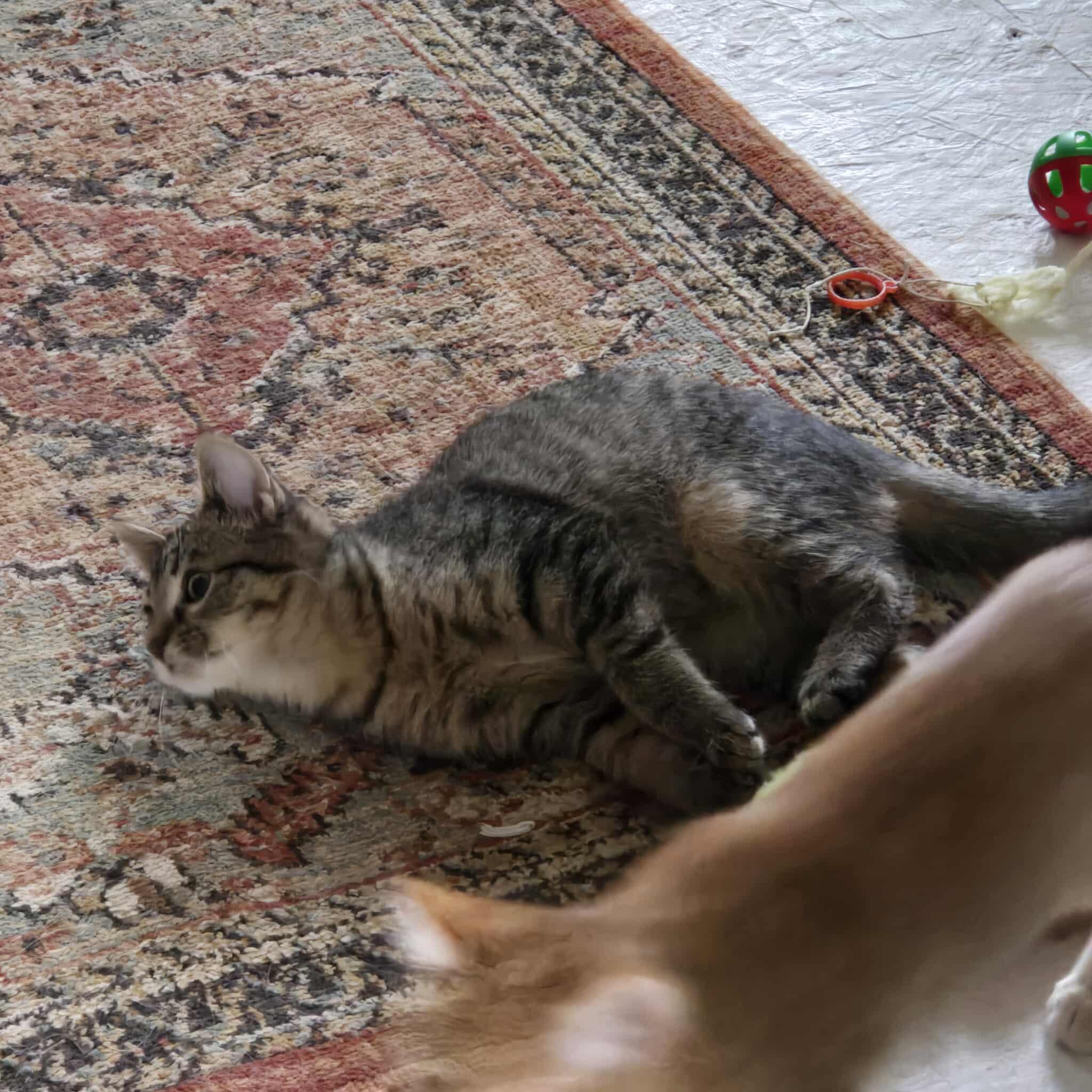 Enlarge Slasher, an adopted Domestic Short Hair in Merrillville, IN image 3/5