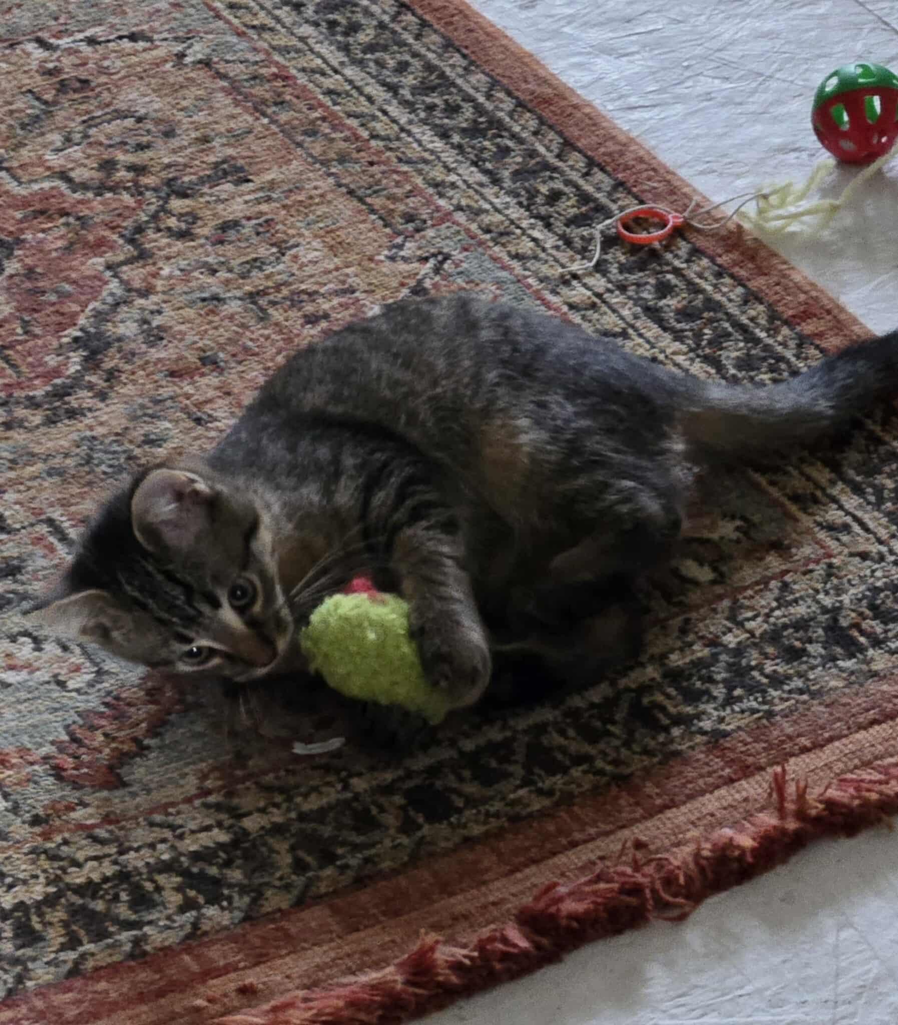 Enlarge Slasher, an adopted Domestic Short Hair in Merrillville, IN image 4/5