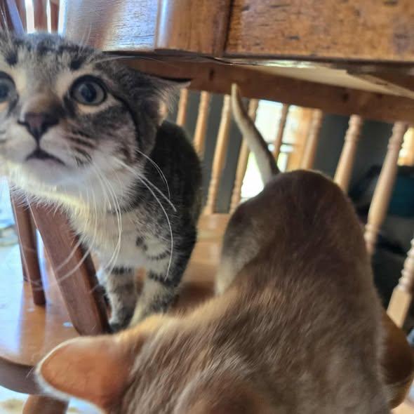 Enlarge Slasher, an adopted Domestic Short Hair in Merrillville, IN image 5/5