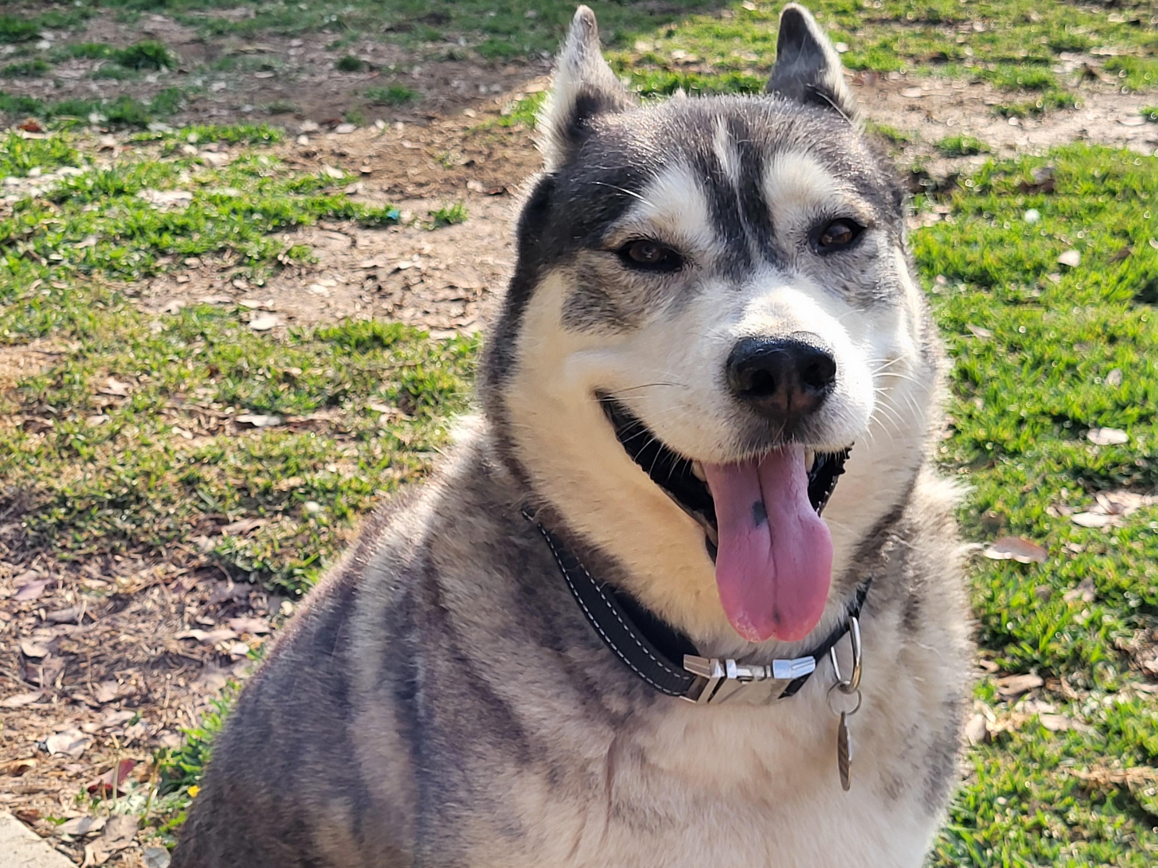 Enlarge Azul, a Adoptable Siberian Husky in Ontario, CA image 4/5