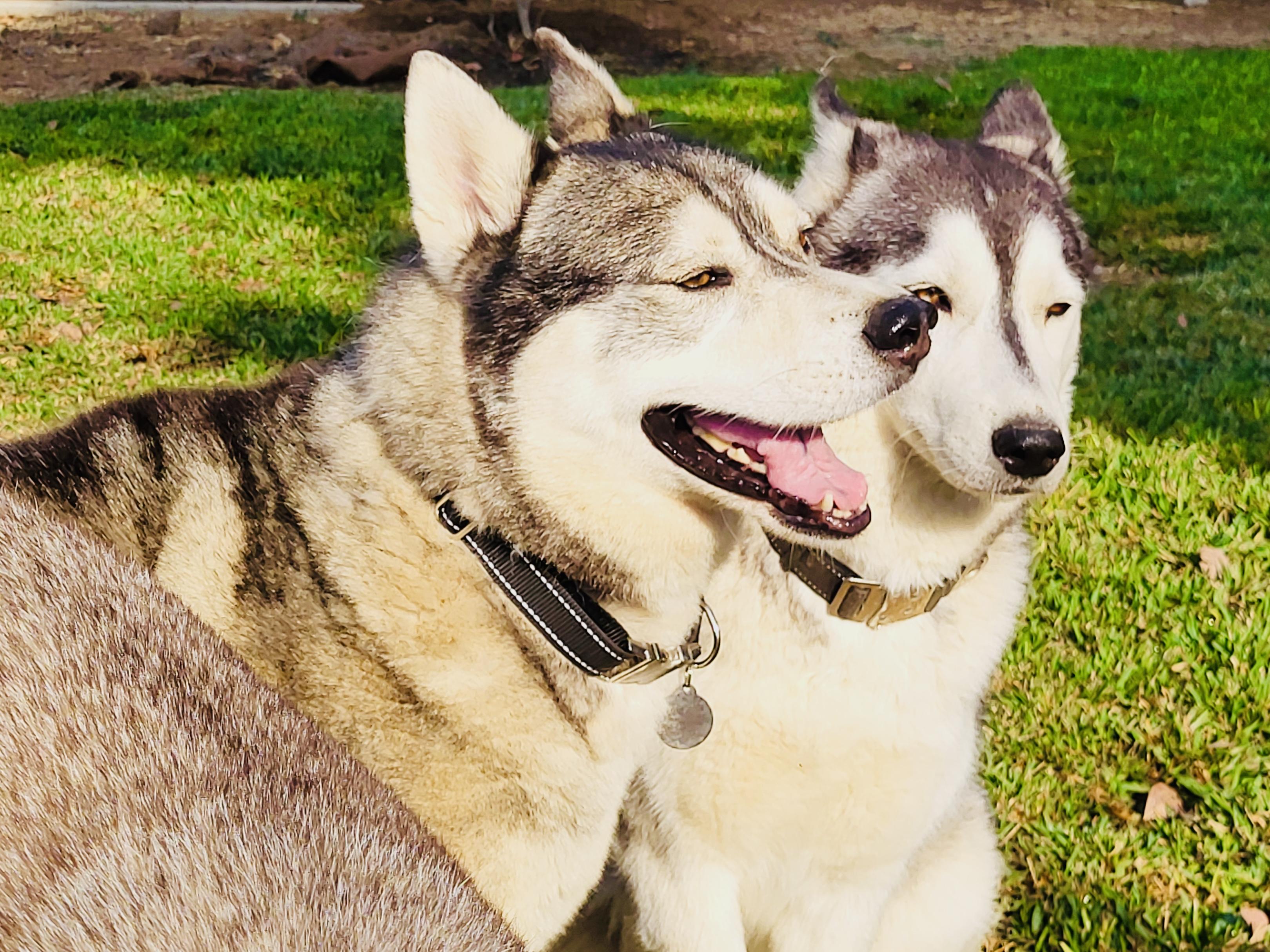 Enlarge Azul, a Adoptable Siberian Husky in Ontario, CA image 5/5