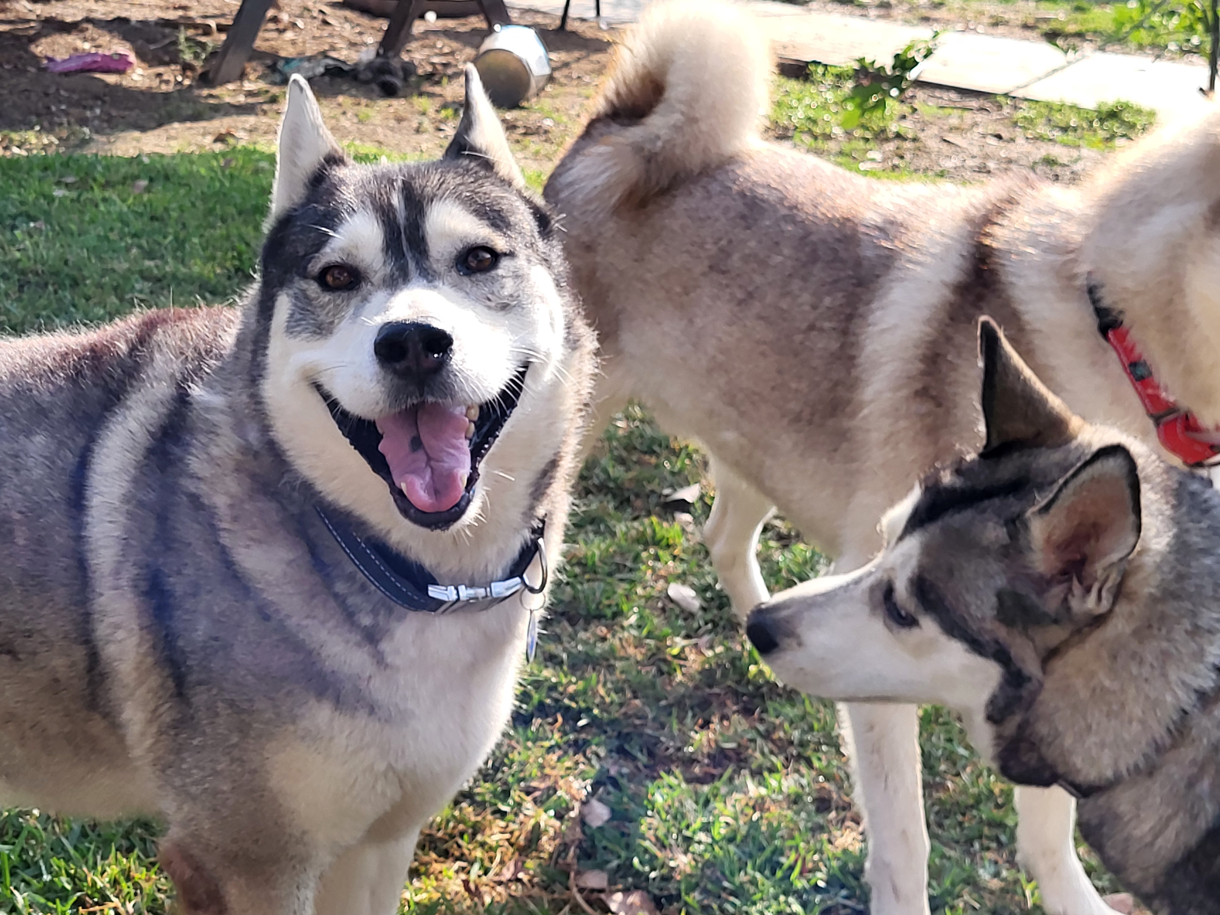 Enlarge Azul, a Adoptable Siberian Husky in Ontario, CA image 2/5