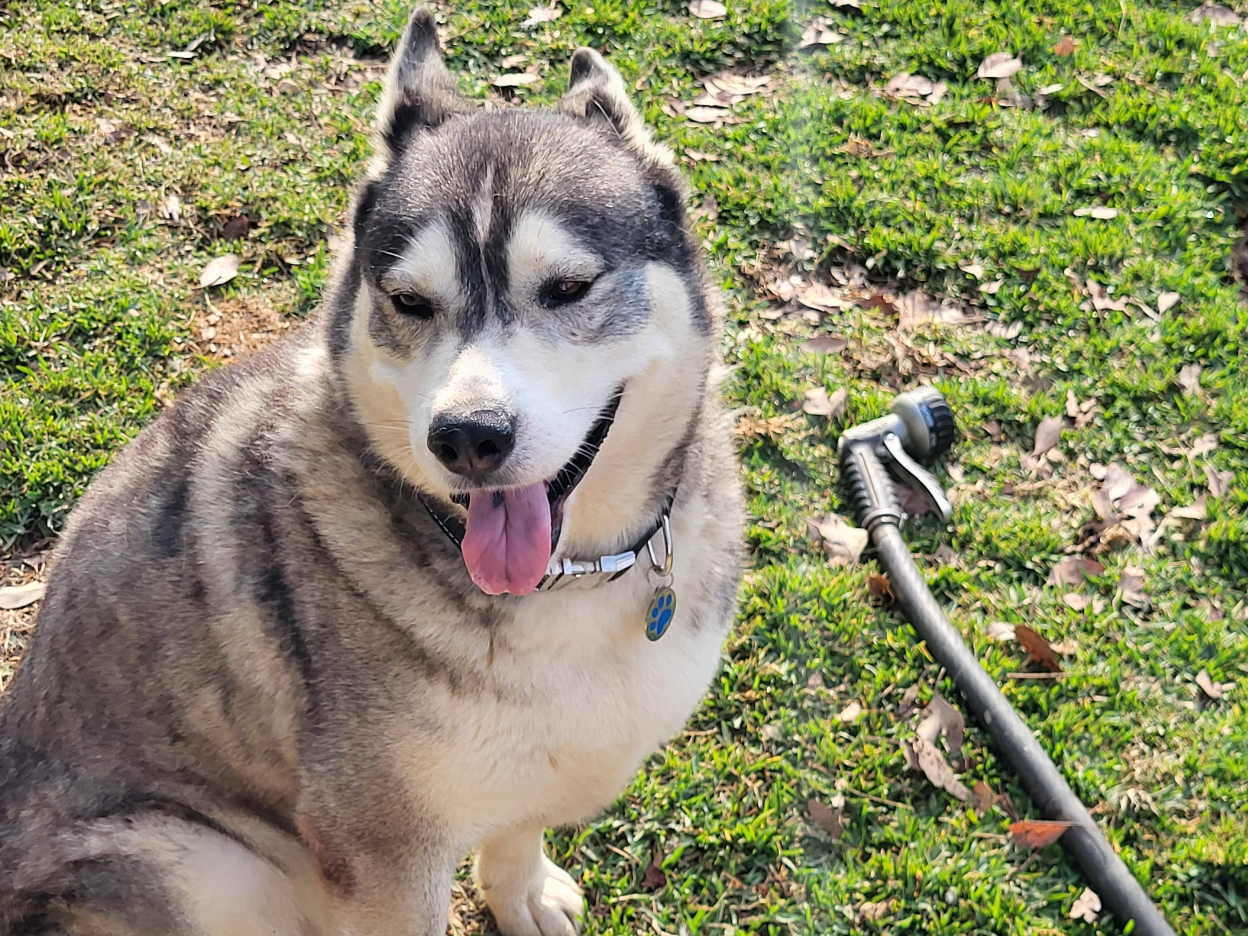 Enlarge Azul, a Adoptable Siberian Husky in Ontario, CA image 3/5
