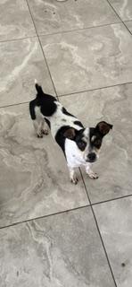 Enlarge Sassy, a Adoptable Chihuahua in Orlando, FL image 2/3