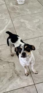 Enlarge Sassy, a Adoptable Chihuahua in Orlando, FL image 3/3