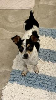 Sassy, Adoptable, Young Female Chihuahua.