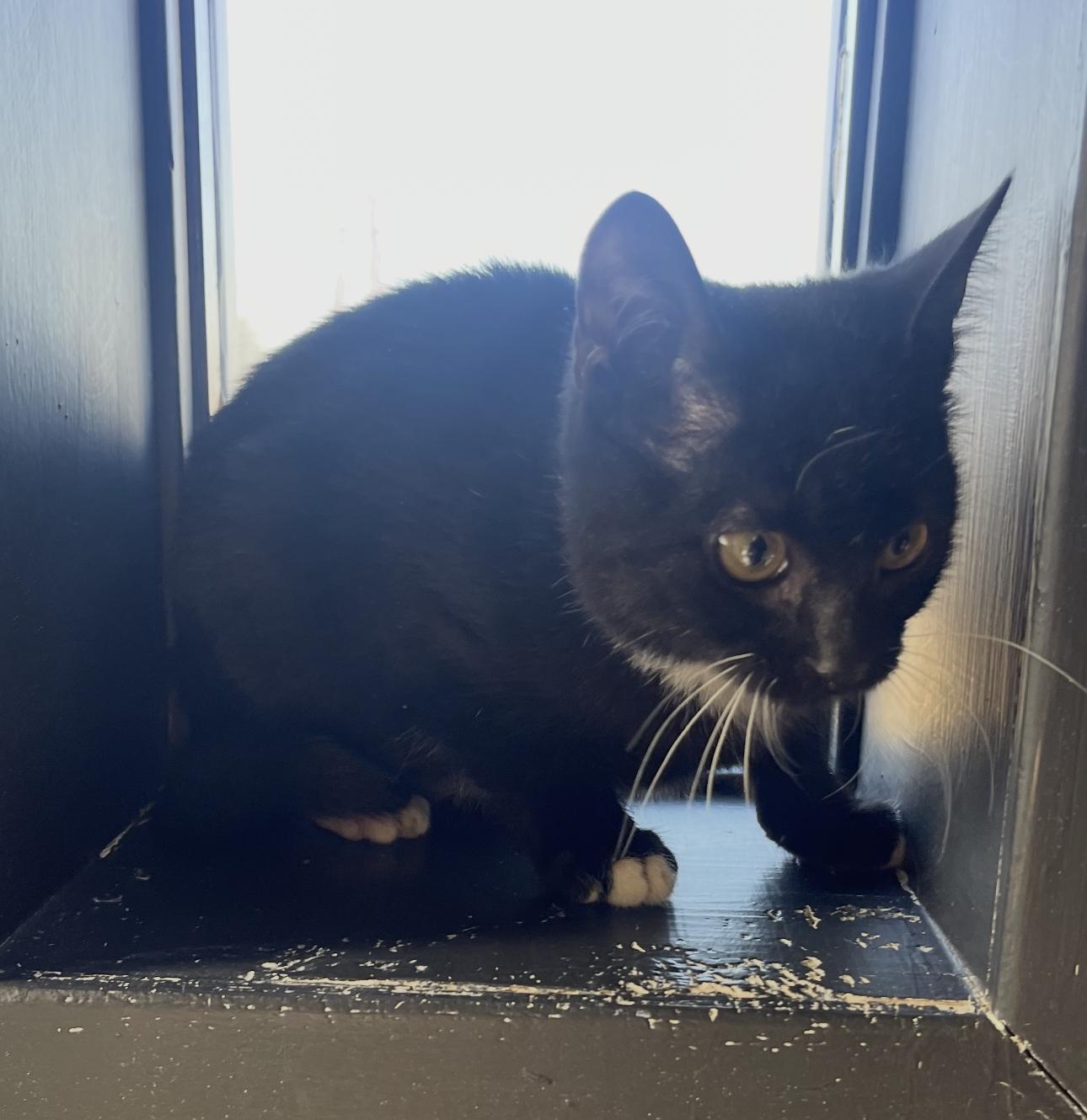 Enlarge Twitch, a ADOPTABLE mixed breed in Vicksburg, MS image 1/1