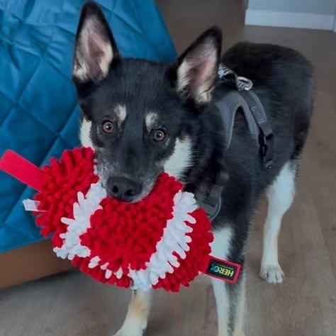 Hank, ADOPTABLE, Young Male Husky.