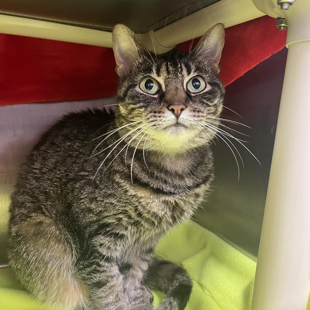 Enlarge Frankie, a Adoptable Domestic Short Hair in Fort Wayne, IN image 1/4