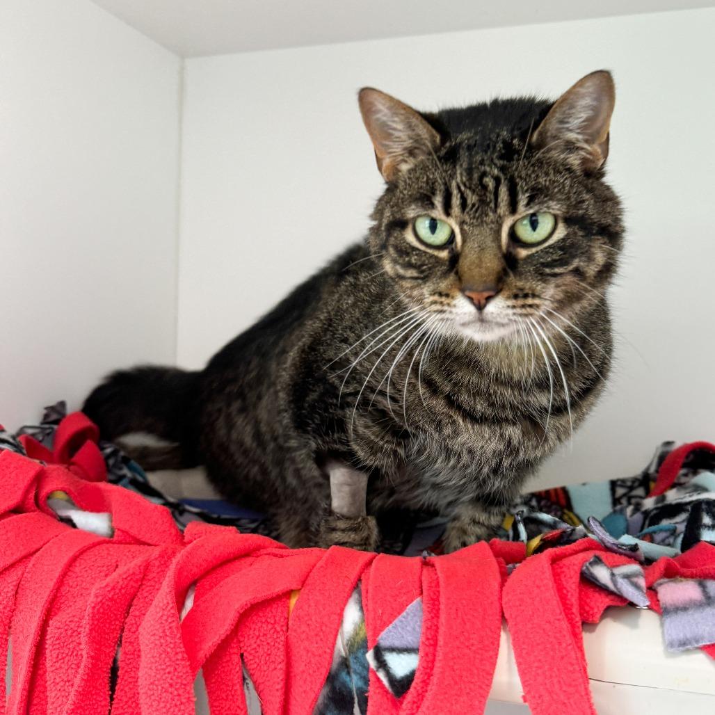 Enlarge Frankie, a Adoptable Domestic Short Hair in Fort Wayne, IN image 2/4