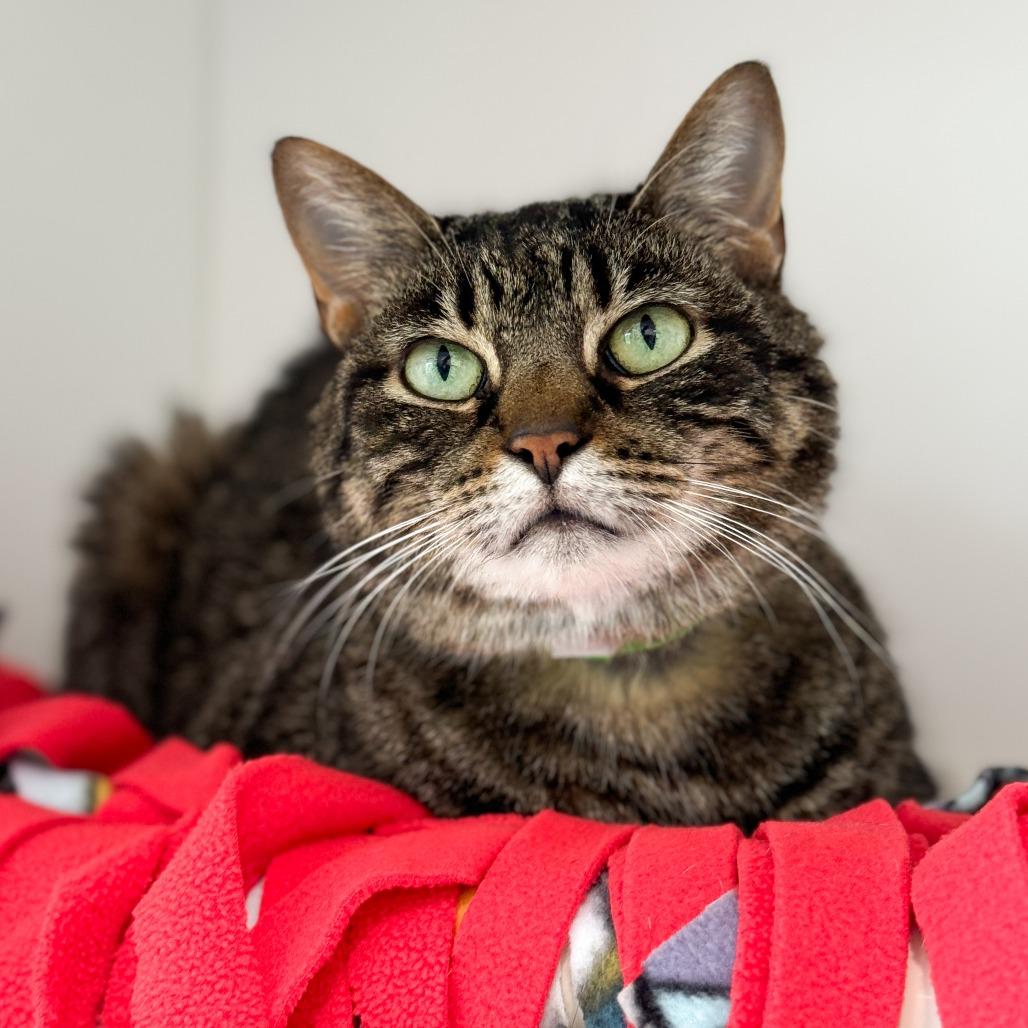 Enlarge Frankie, a Adoptable Domestic Short Hair in Fort Wayne, IN image 3/4