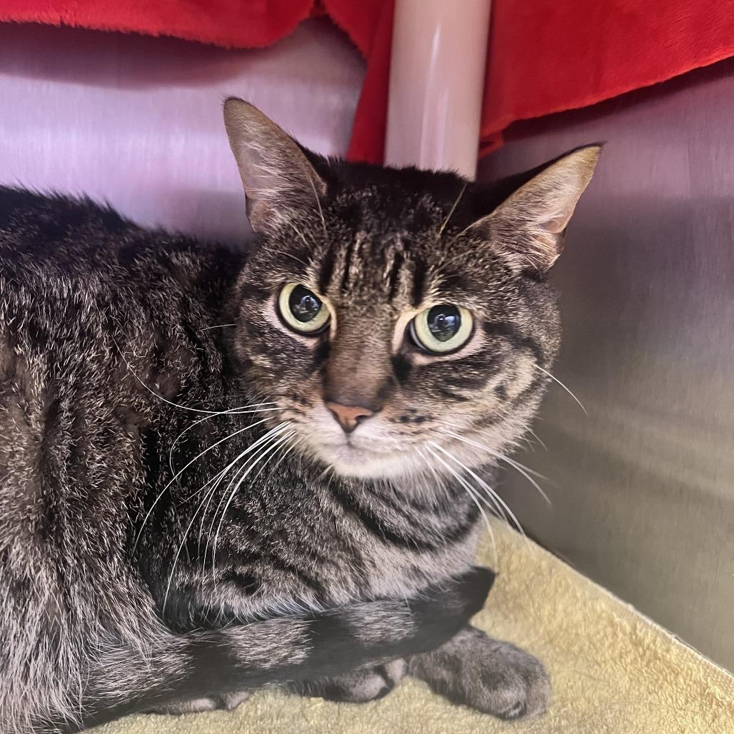 Enlarge Frankie, a Adoptable Domestic Short Hair in Fort Wayne, IN image 4/4