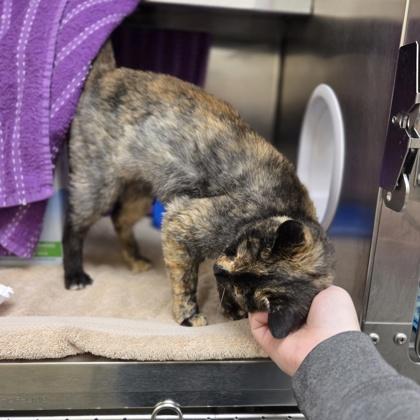 Nutella, Adoptable, Adult Female Domestic Short Hair & Domestic Short Hair.