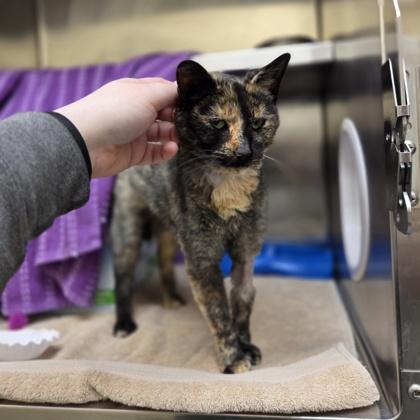 Enlarge Nutella, a Adoptable mixed breed in Sterling Heights, MI image 2/3