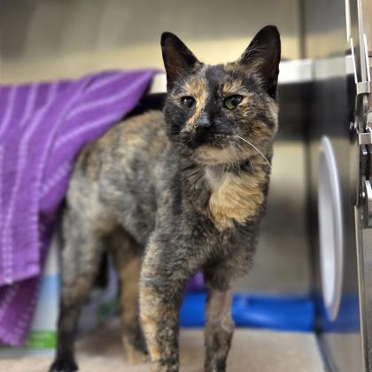 Enlarge Nutella, a Adoptable mixed breed in Sterling Heights, MI image 3/3