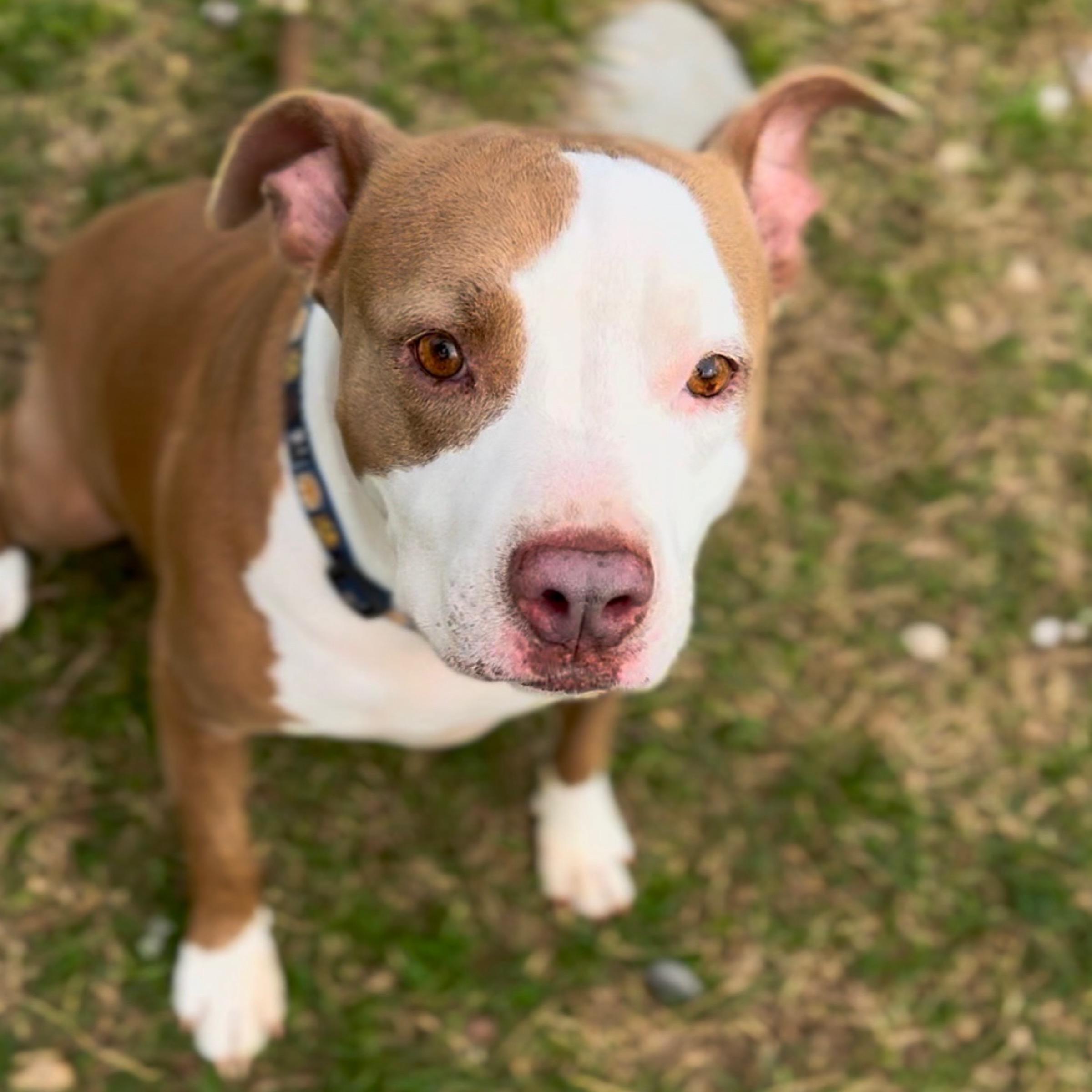 Rosie, an adoptable American Staffordshire Terrier, Mixed Breed in Kingwood, TX, 77325 | Photo Image 3