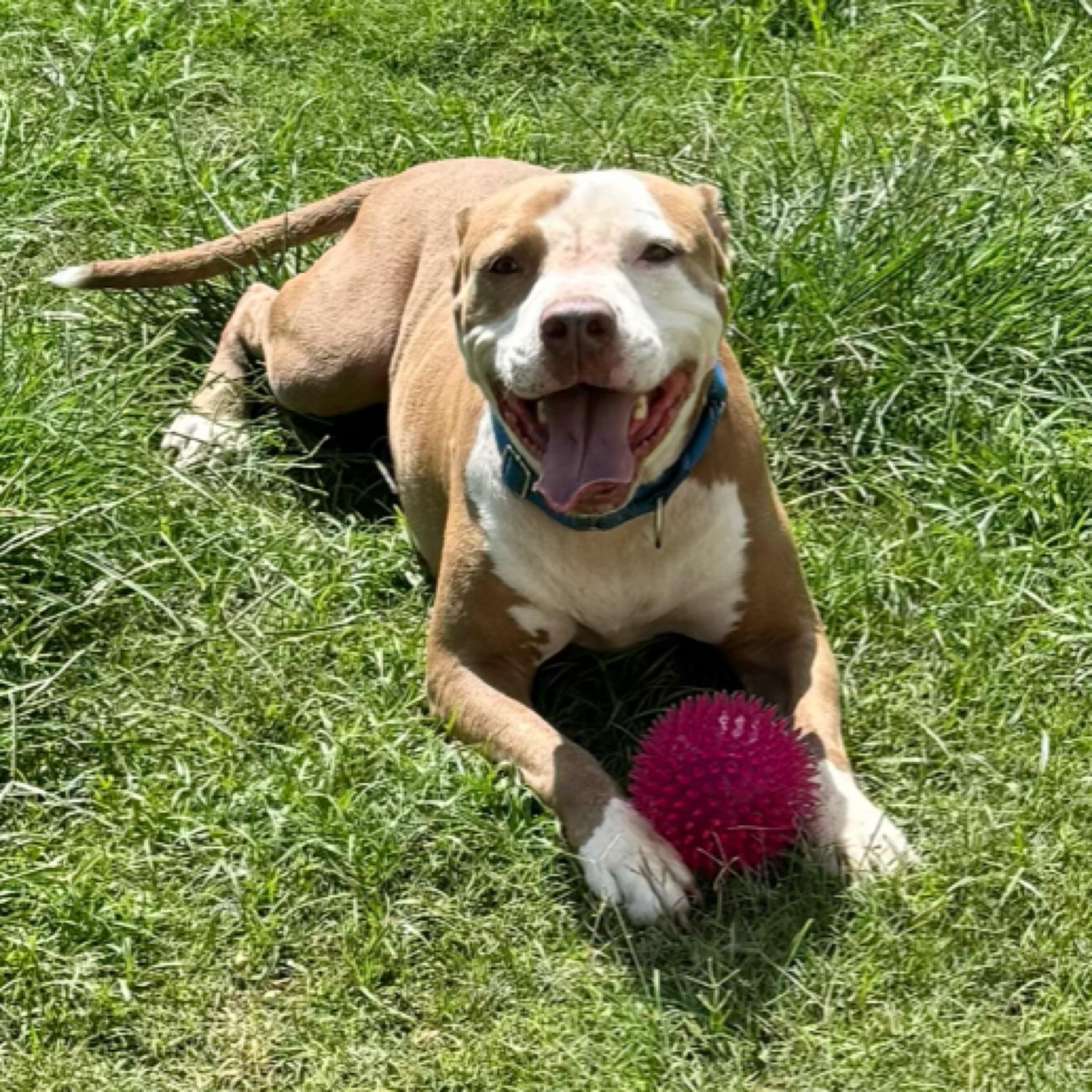 Rosie, an adoptable American Staffordshire Terrier, Mixed Breed in Kingwood, TX, 77325 | Photo Image 1