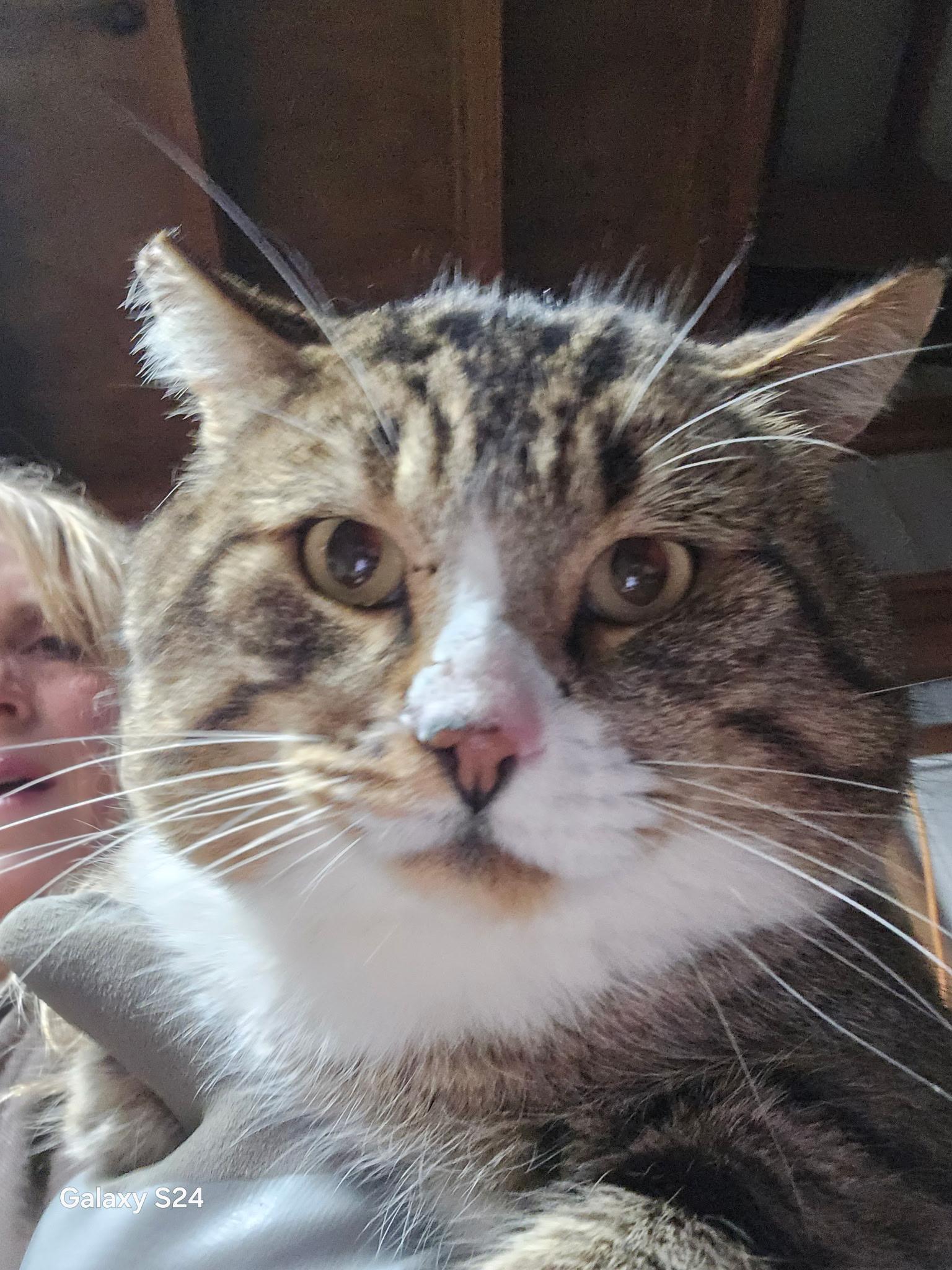 Enlarge Stanley , an adopted Domestic Short Hair in Roslyn, WA image 1/2