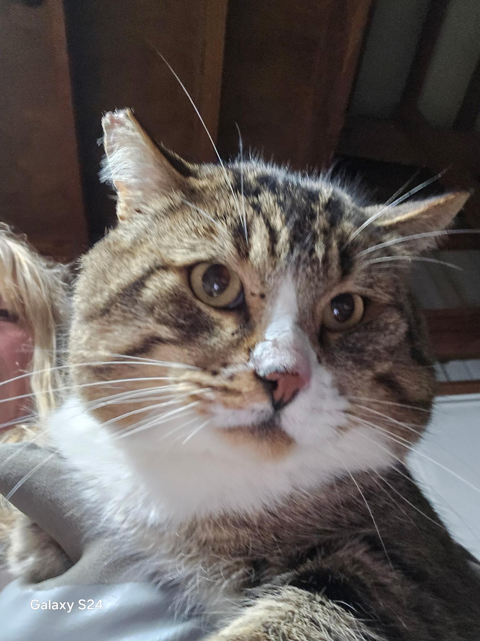 Enlarge Stanley , an adopted Domestic Short Hair in Roslyn, WA image 2/2