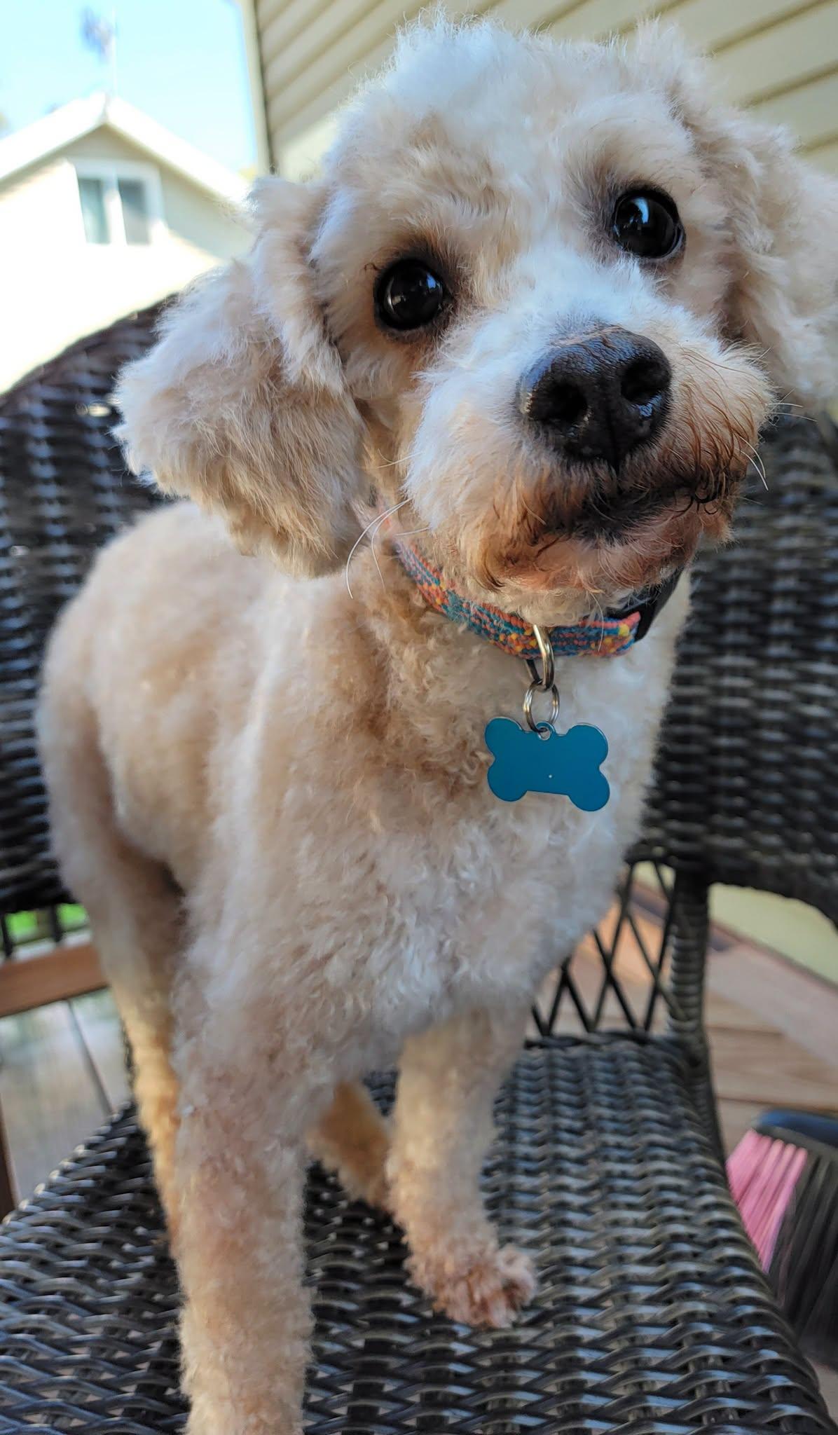 Enlarge Dooter Doots, a Adoptable Miniature Poodle in Whitewater, WI image 3/6