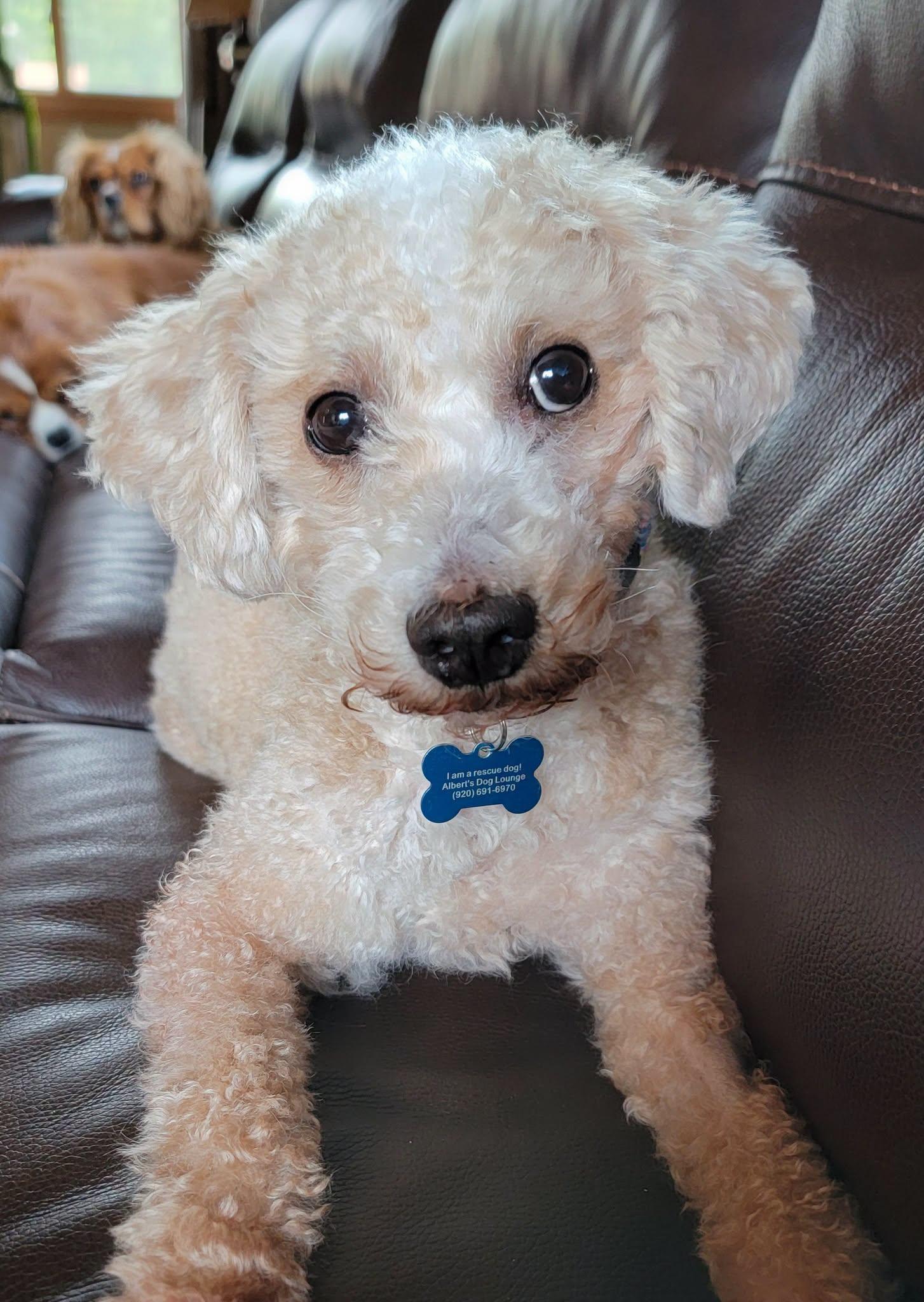 Enlarge Dooter Doots, a Adoptable Miniature Poodle in Whitewater, WI image 2/6