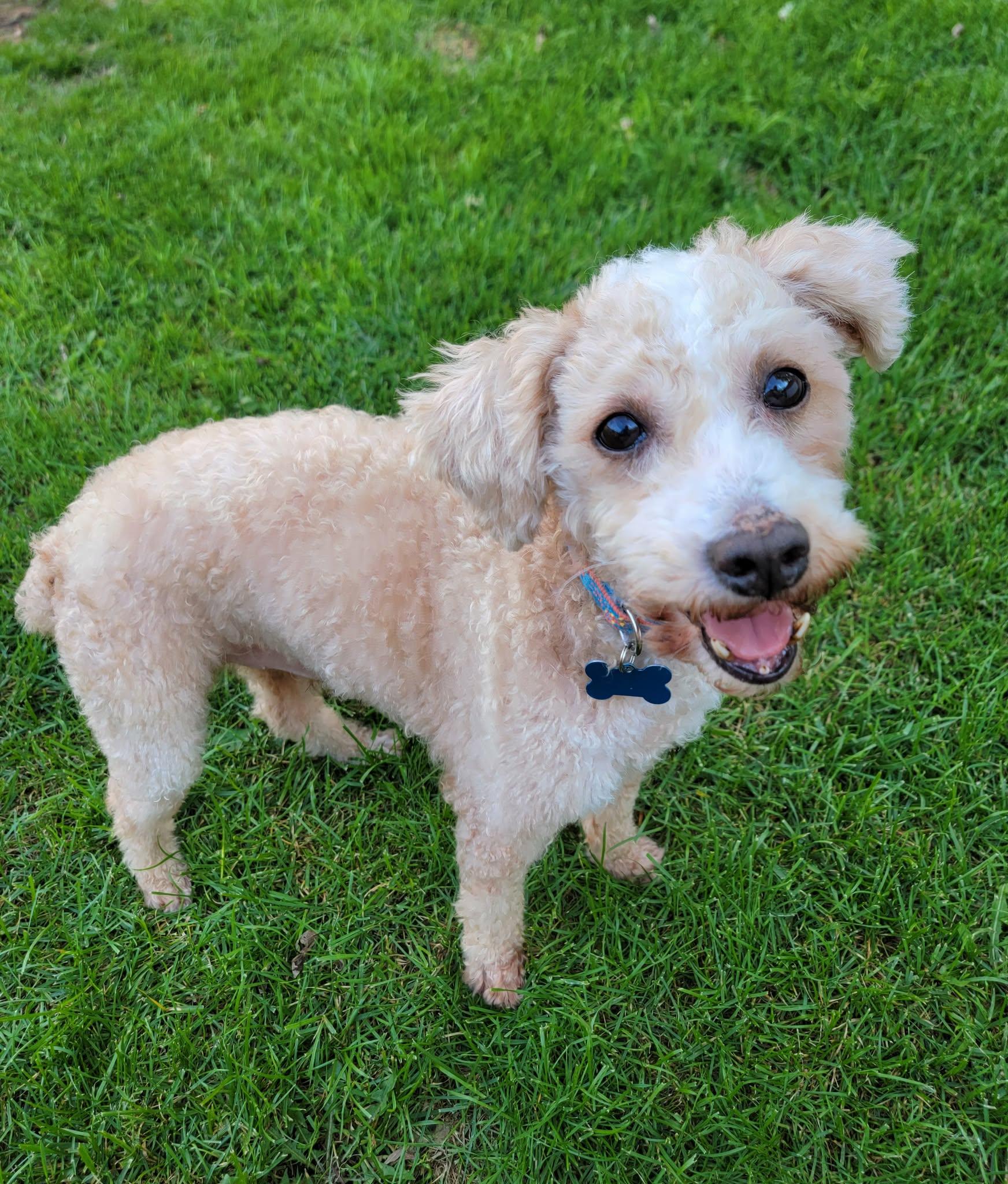 Enlarge Dooter Doots, a Adoptable Miniature Poodle in Whitewater, WI image 4/6