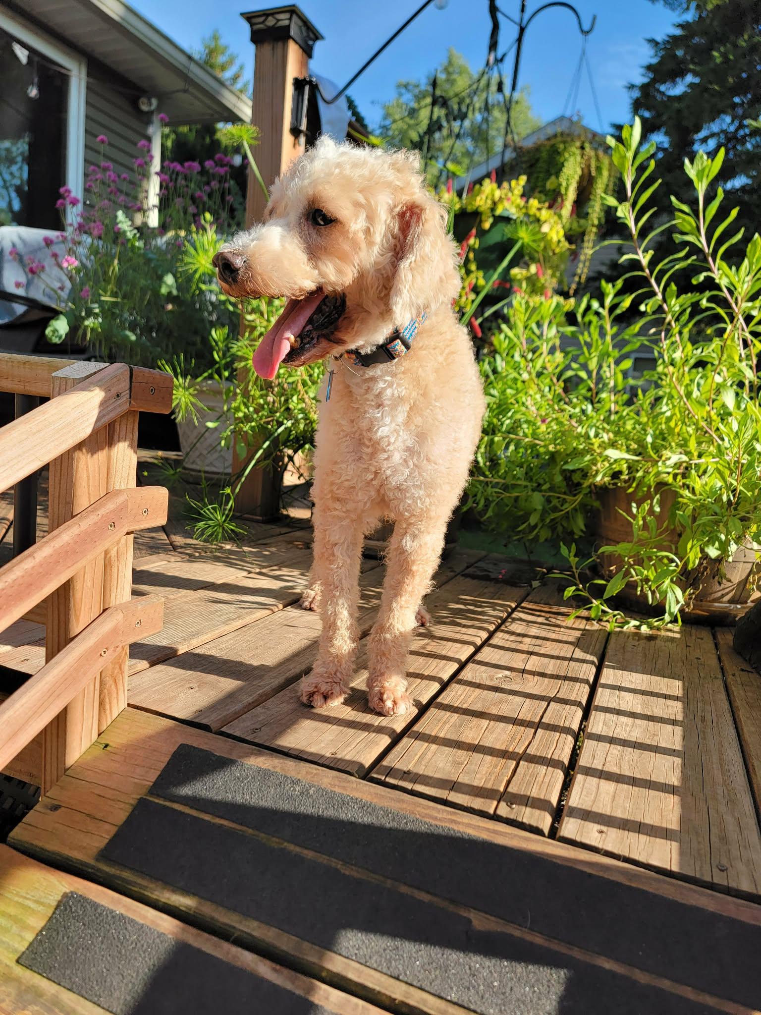 Enlarge Dooter Doots, a Adoptable Miniature Poodle in Whitewater, WI image 5/6